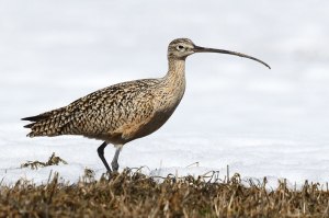 Curlew
