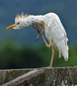 Egret